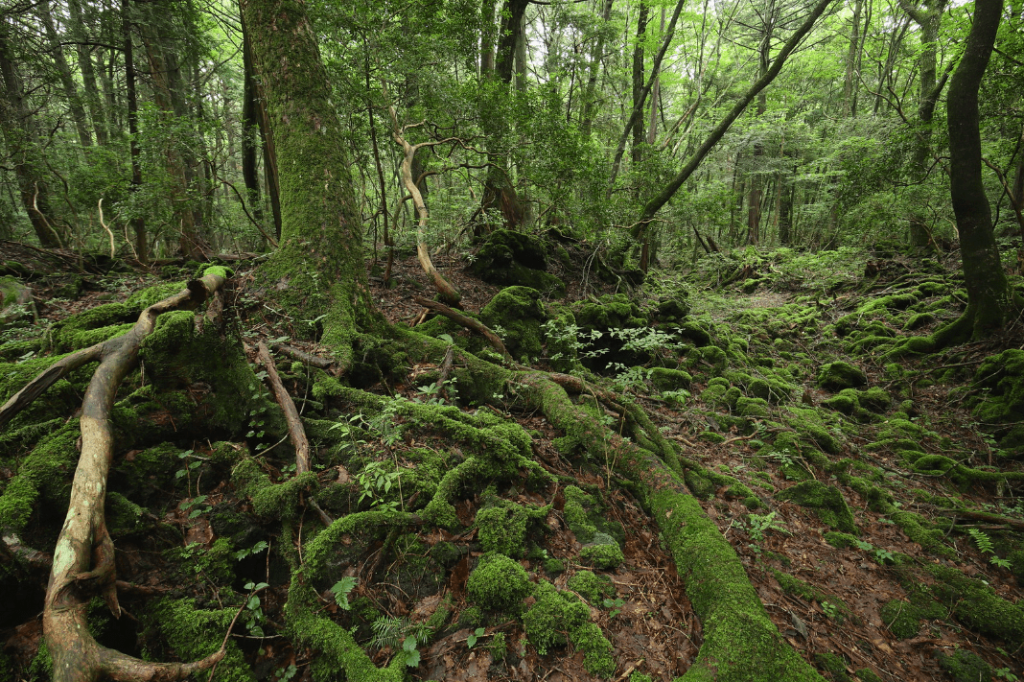 Bosque Aokigahara