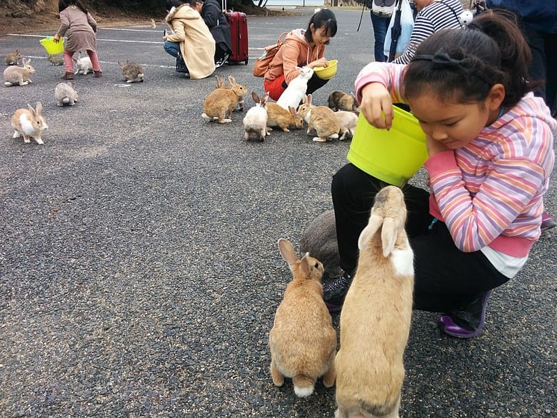Alimentando a los conejos en Ōkunoshima - Foto de Jdlrobson - Wikimedia Commons