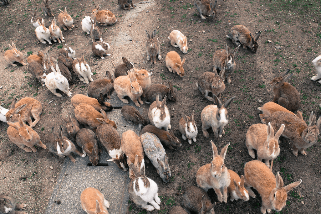 Isla de los conejos en Japón - Ōkunoshima
