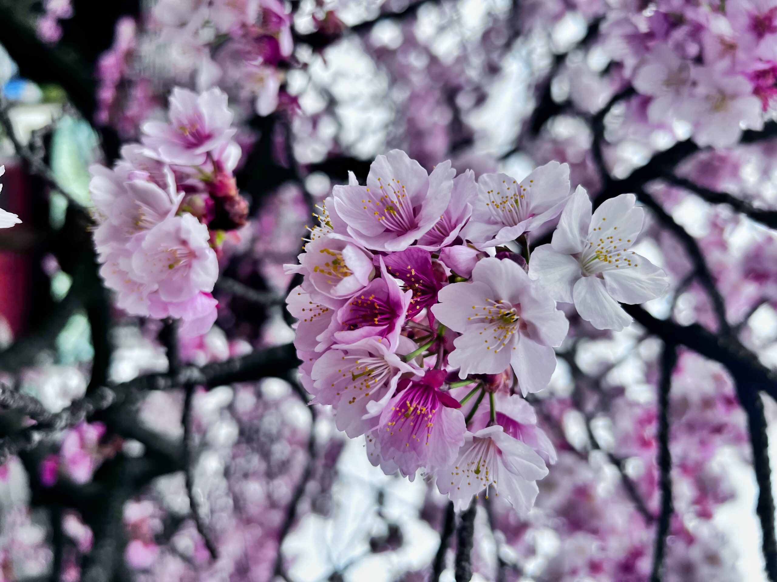 Sakuras en Tokio - Foto por Mariana Vélez